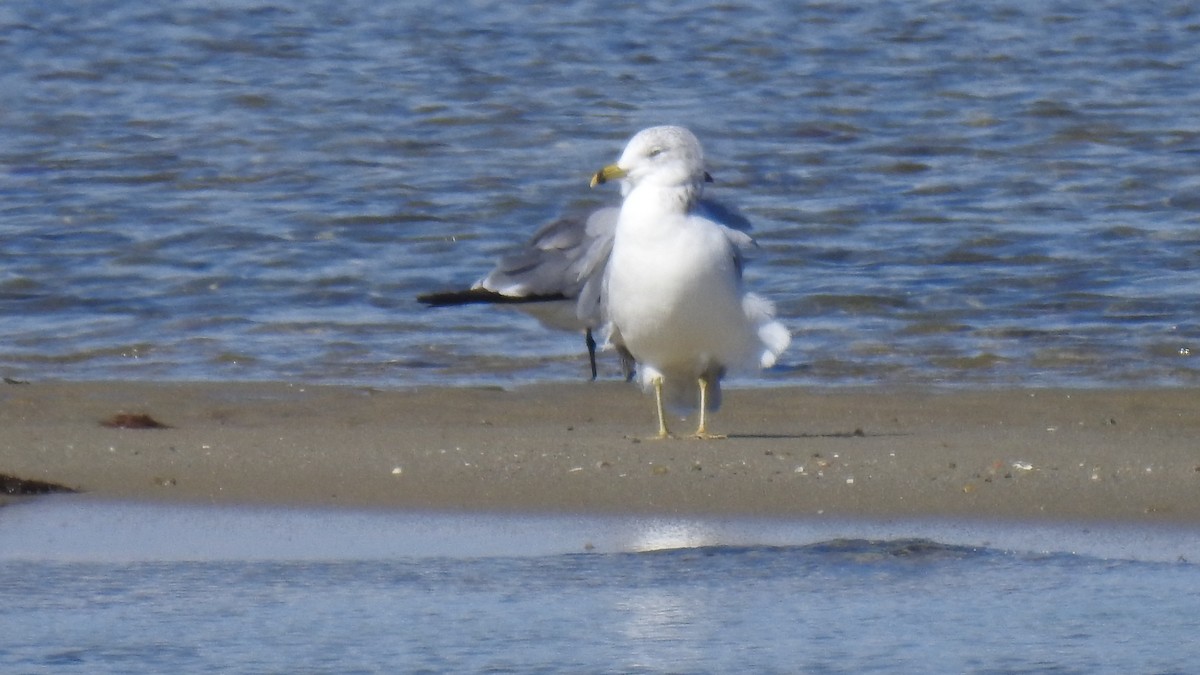 Ring-billed Gull - ML642825618