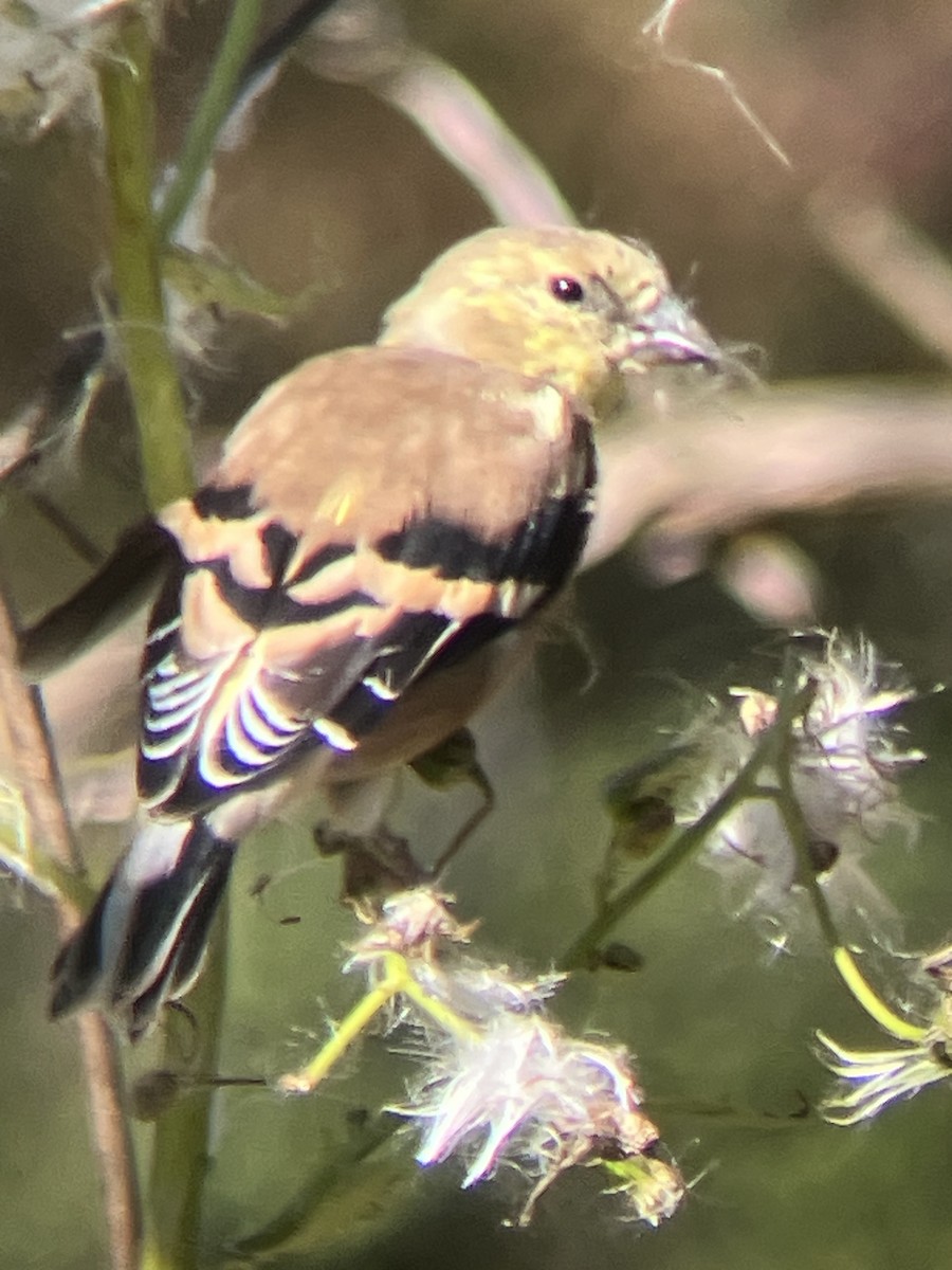 American Goldfinch - ML642825619