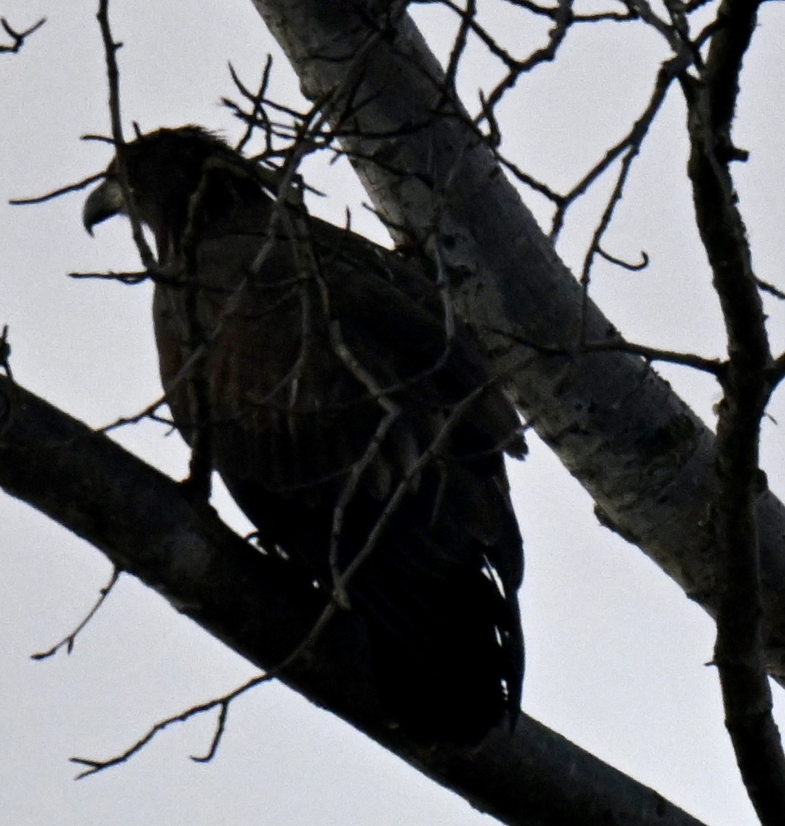 Golden Eagle - ML642825623