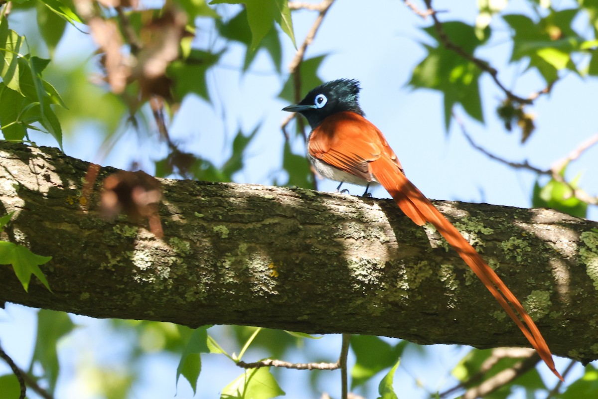 African Paradise-Flycatcher - ML642825626