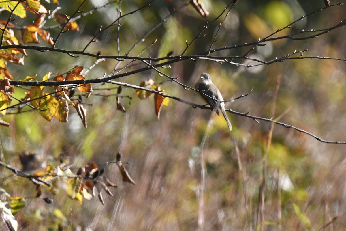Eastern Phoebe - ML642825635
