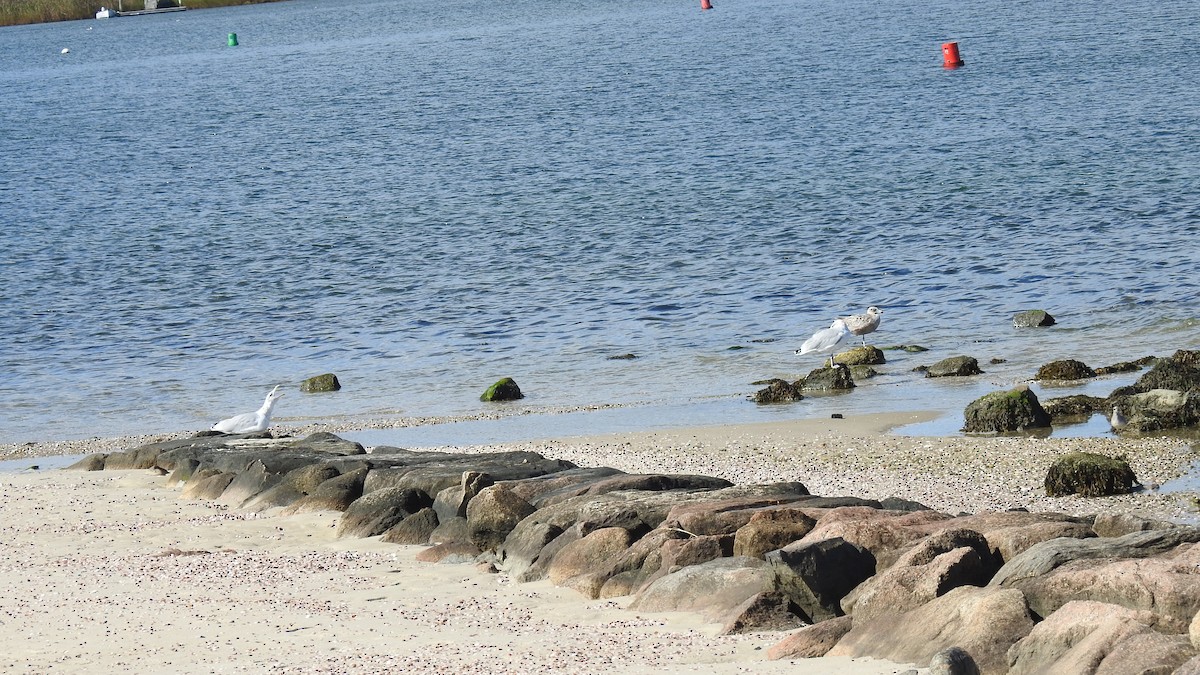 American Herring Gull - ML642825647