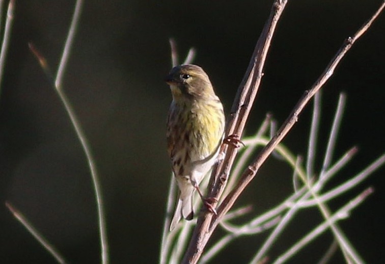 European Serin - ML642825660