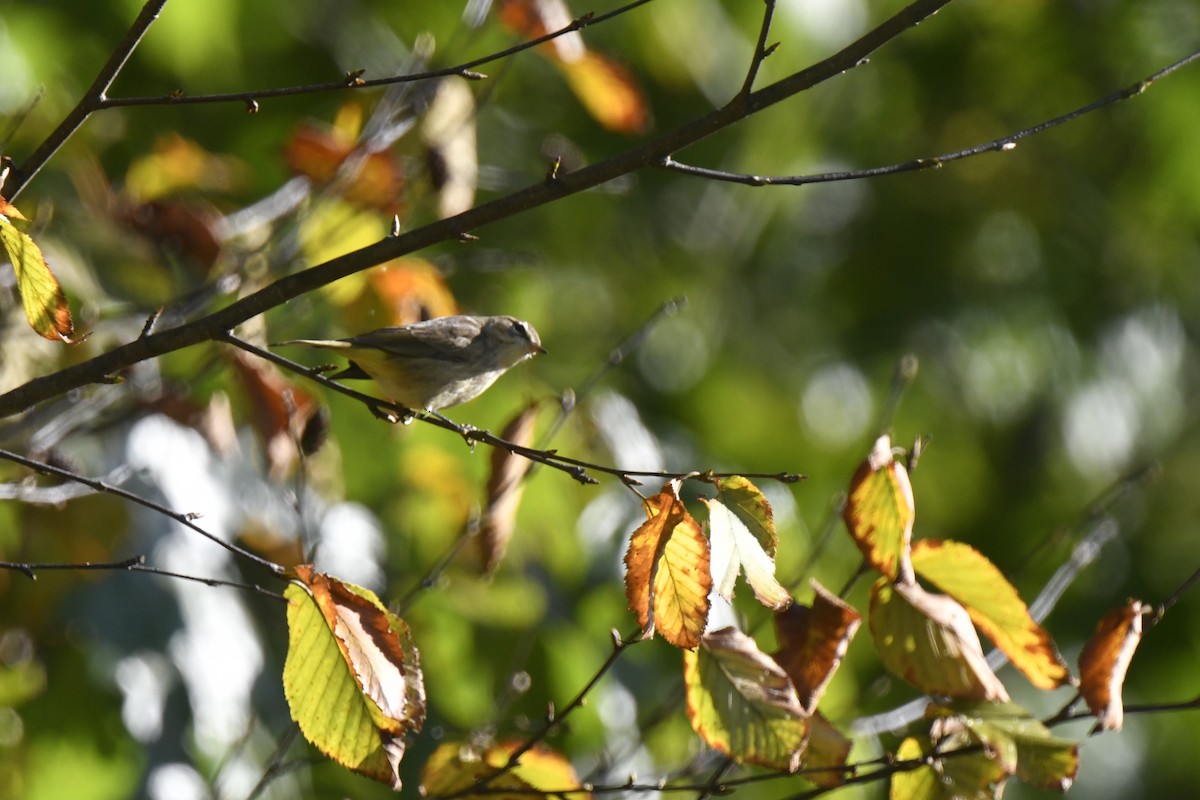 Palm Warbler - ML642825661