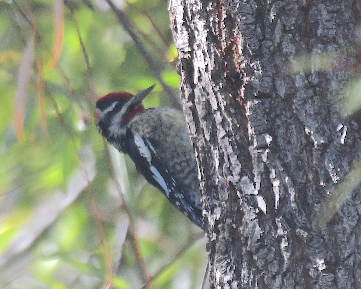 Red-naped Sapsucker - ML642825665