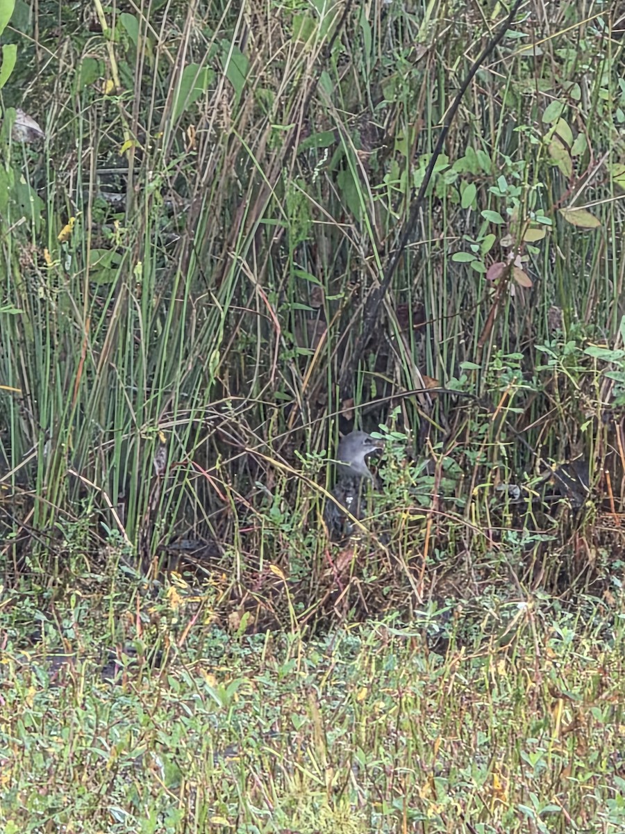 Clapper Rail - ML642825667