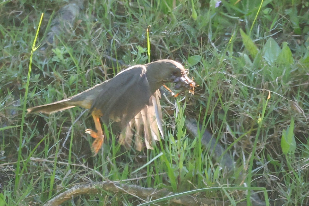 Olive Thrush - ML642825668