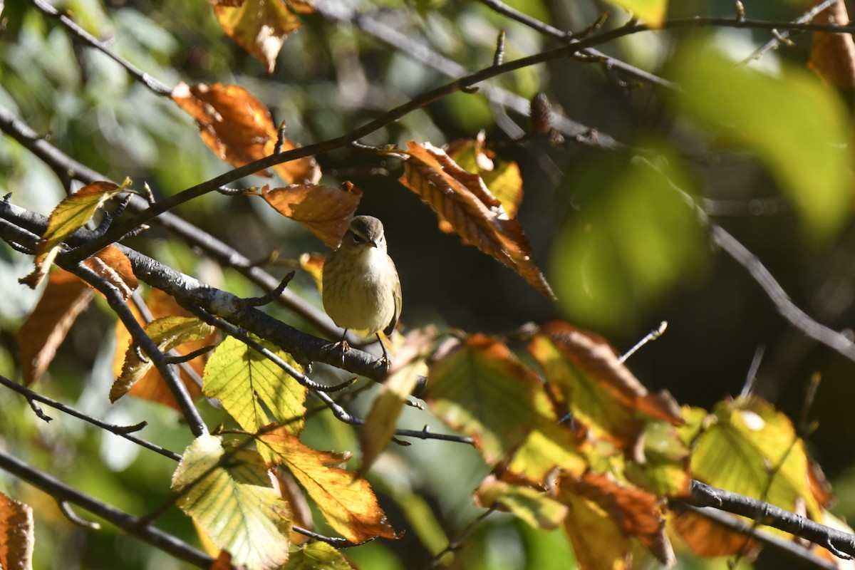 Palm Warbler - ML642825669