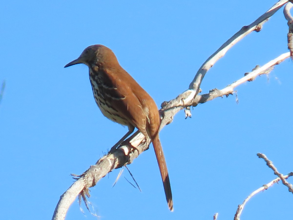 eBird Checklist - 2 Oct 2025 - Richmil Ranch Open Space - 22 species ...