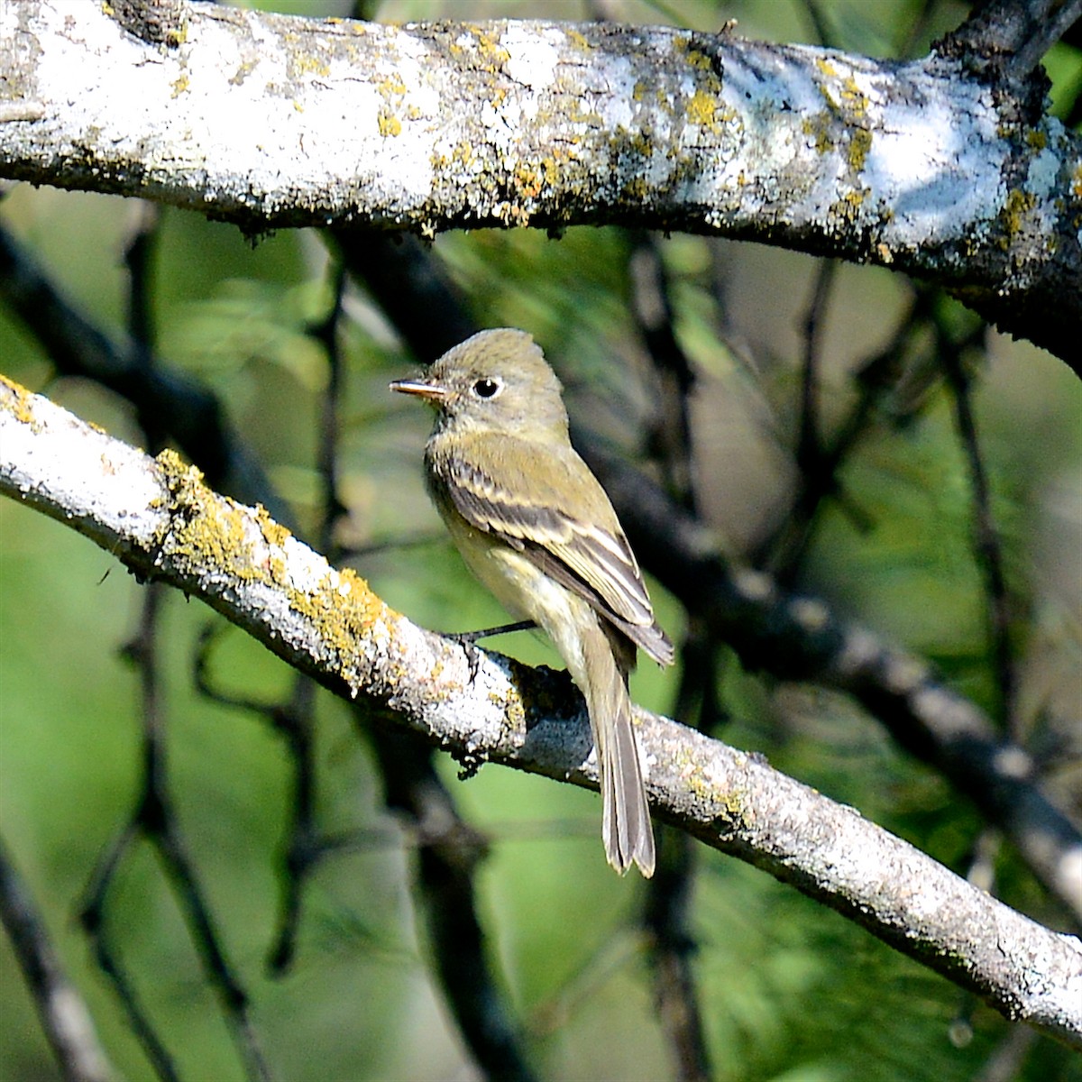 Least Flycatcher - ML642825695