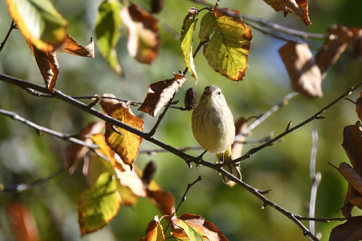 Palm Warbler - ML642825699
