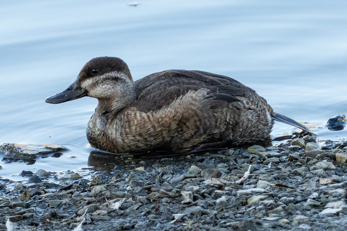 Ruddy Duck - ML642825709