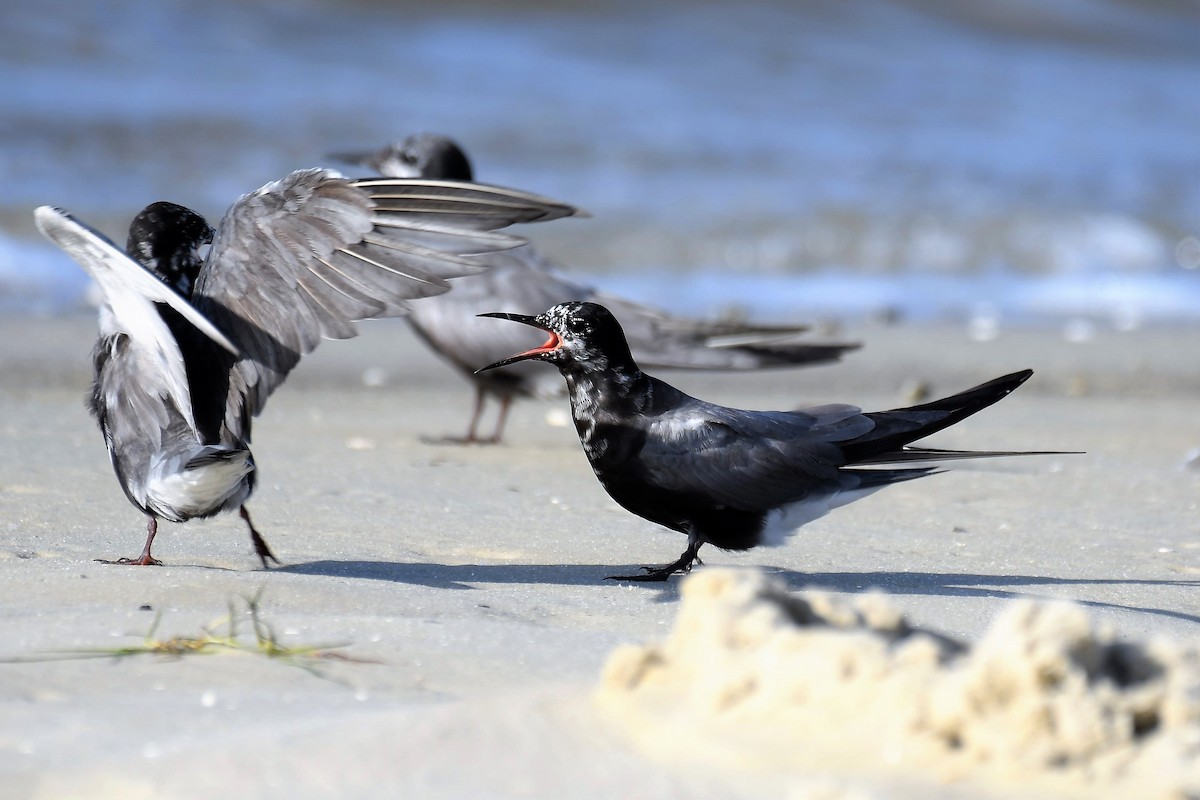 Black Tern - Bruce Cochrane