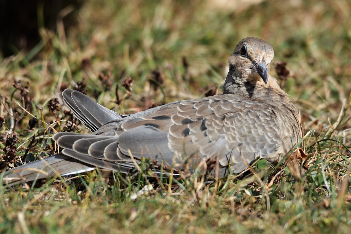 Mourning Dove - ML642825713