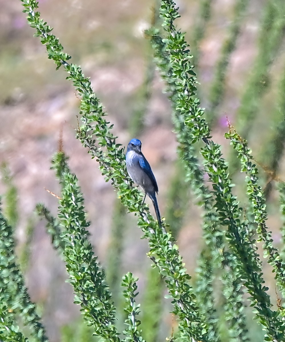 Woodhouse's Scrub-Jay - ML642825716