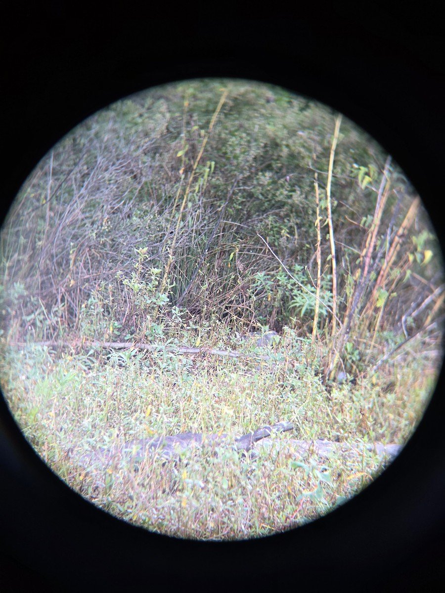 Clapper Rail - ML642825722