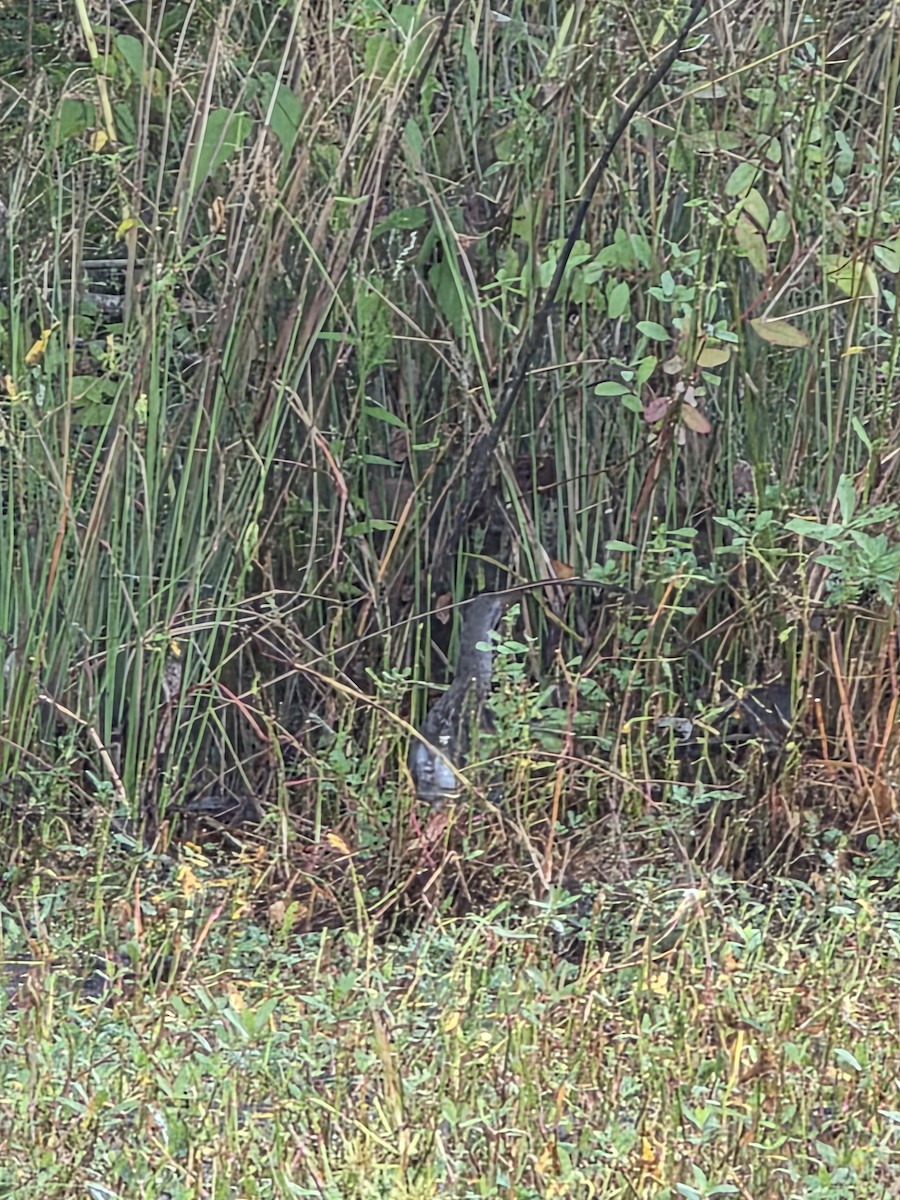 Clapper Rail - ML642825723
