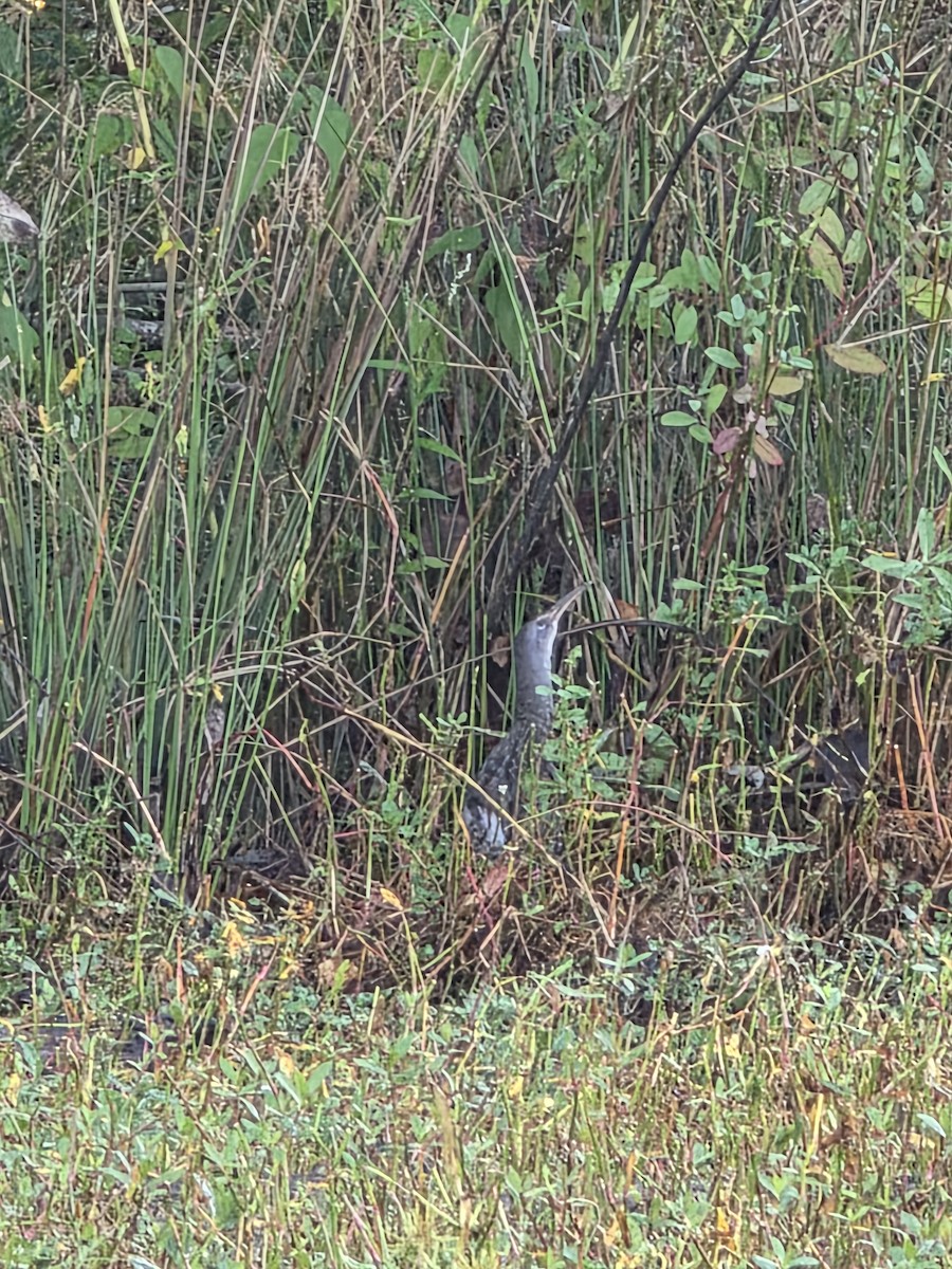 Clapper Rail - ML642825724