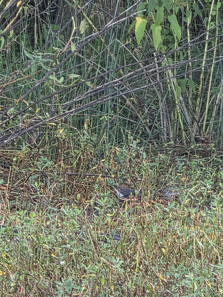 Clapper Rail - ML642825727
