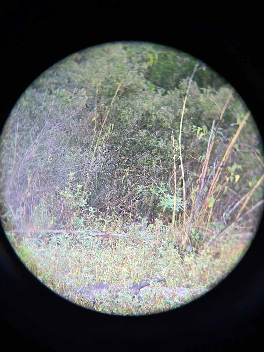 Clapper Rail - ML642825729