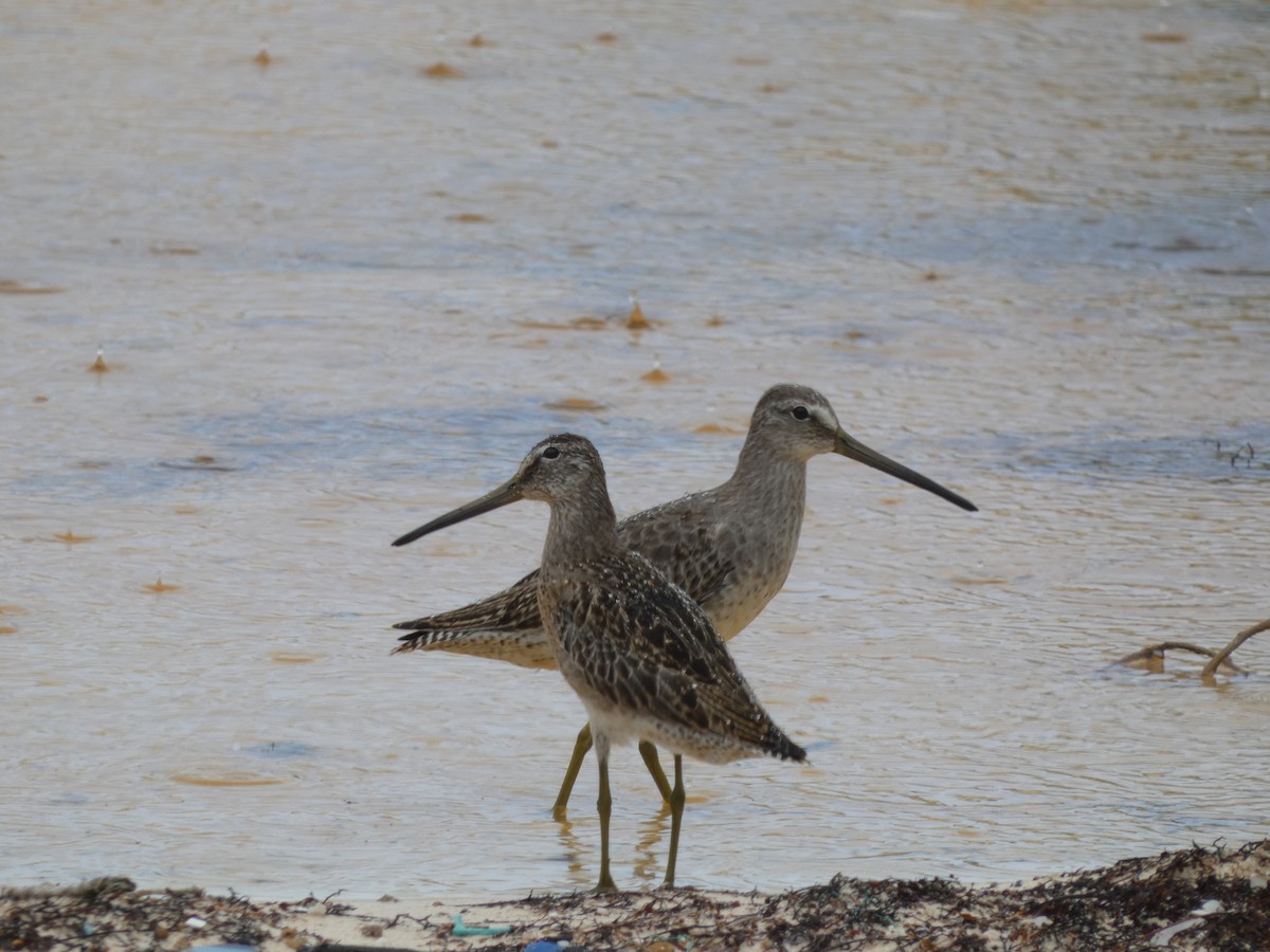 Short-billed Dowitcher - ML642825731