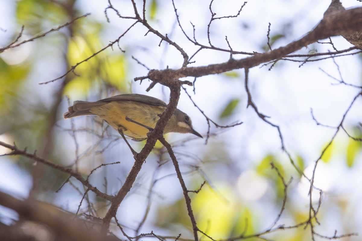 Fairy Gerygone - ML642825732