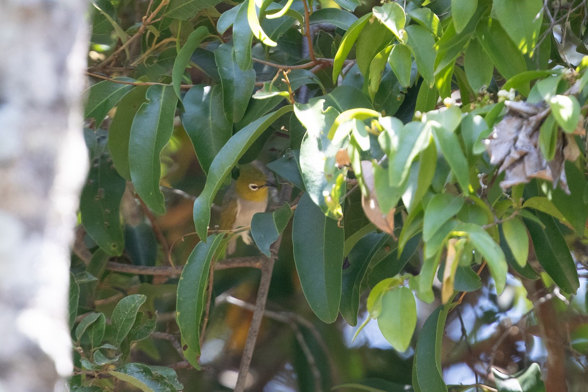 Silvereye - ML642825735
