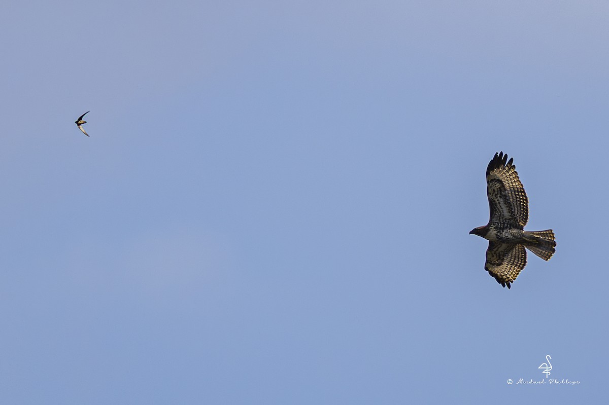 Vaux's Swift - ML642825738