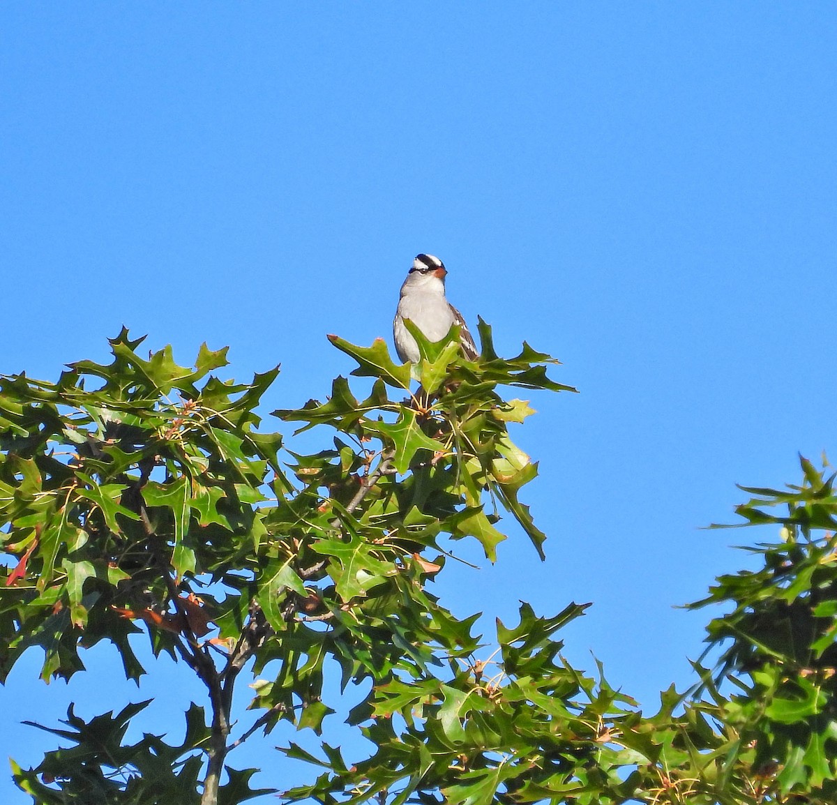 White-crowned Sparrow - ML642825749