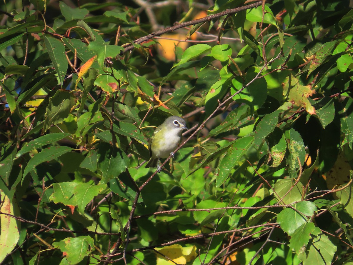 Blue-headed Vireo - ML642825778