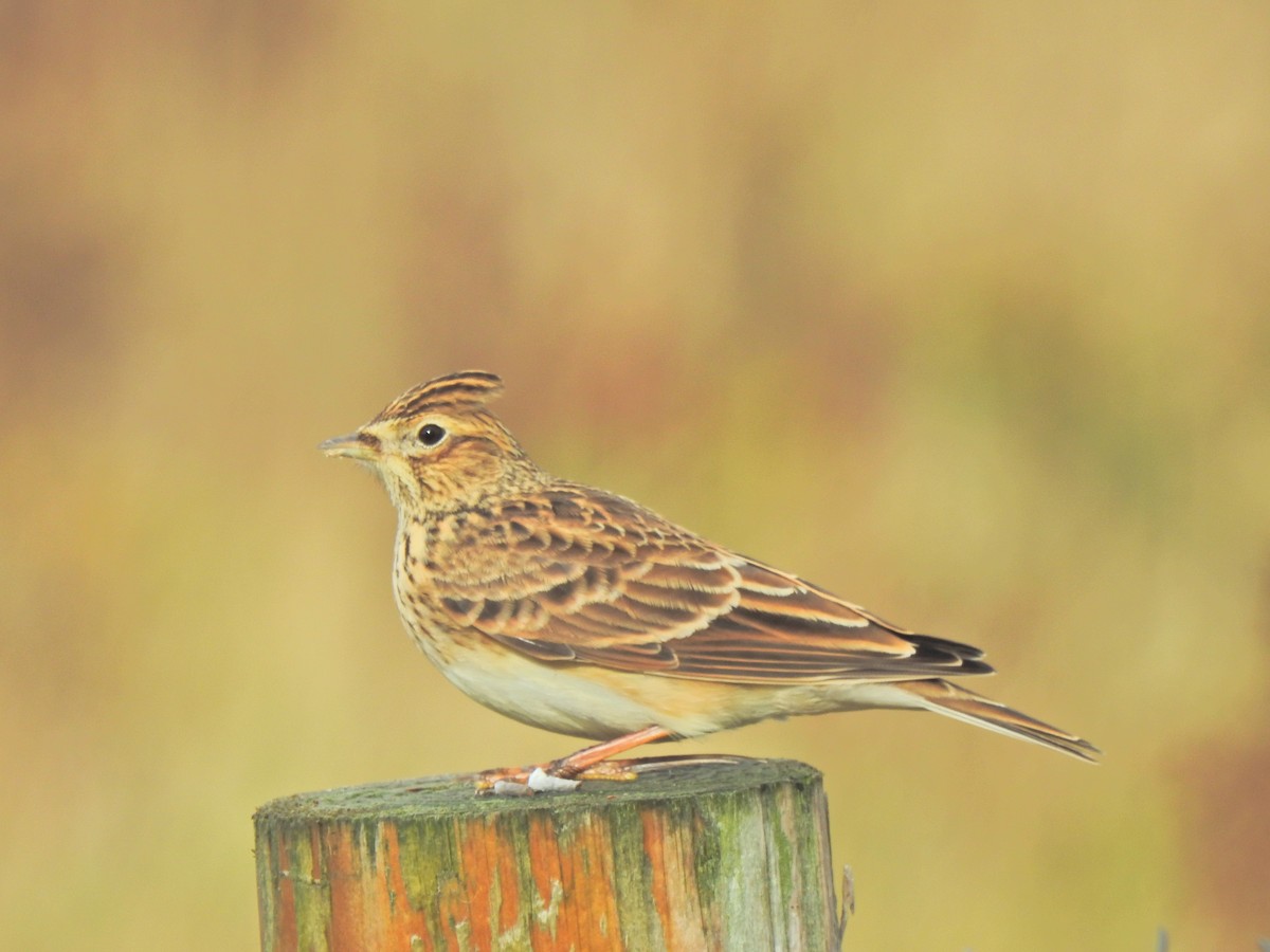 Eurasian Skylark - ML642825782