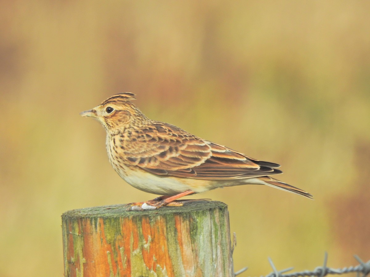 Eurasian Skylark - ML642825783