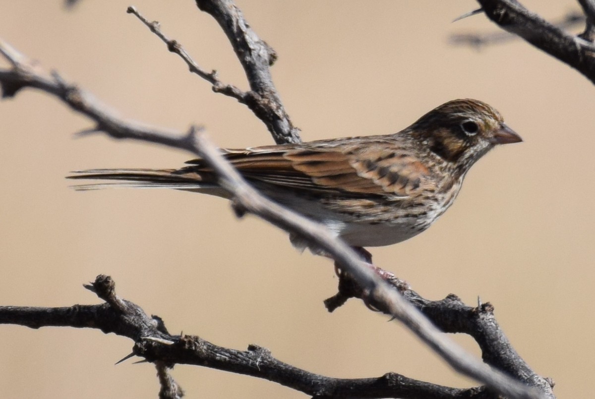 Vesper Sparrow - ML642825785