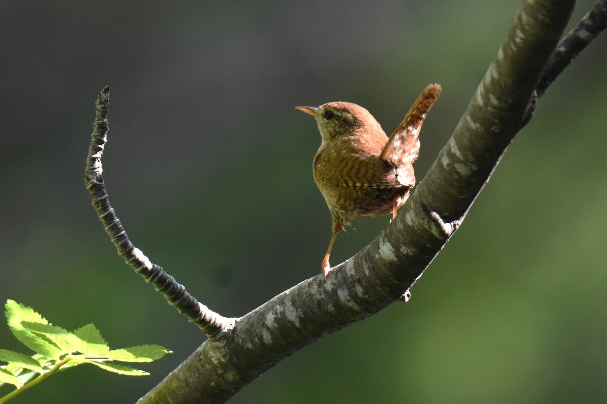 Eurasian Wren - ML642825790