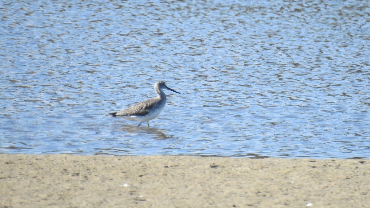 plystresnipe - ML642825794