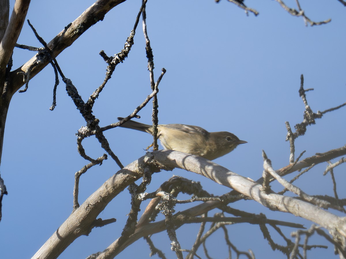 Braunkehl-Waldsänger - ML642825808