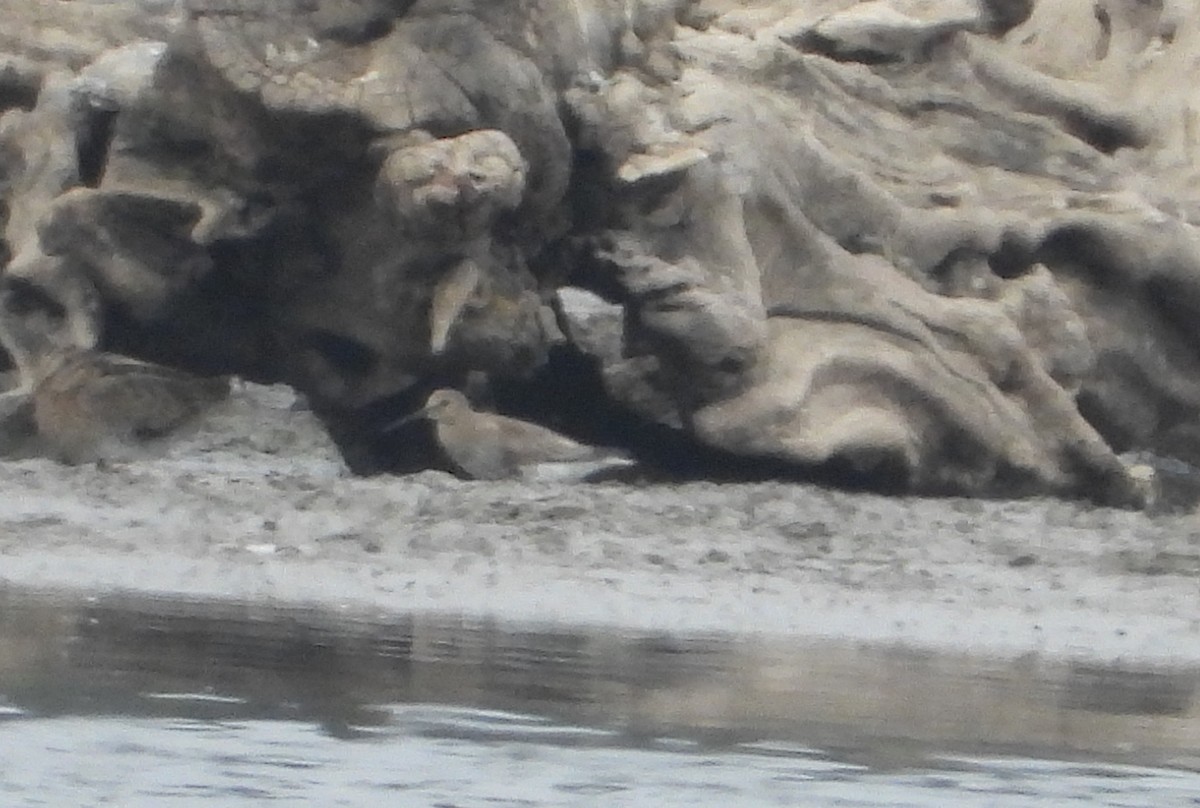 Alpenstrandläufer - ML642825811