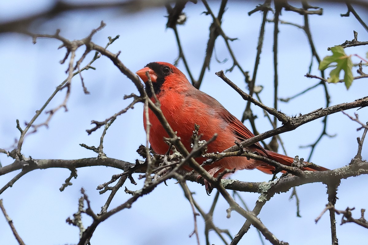 Cardinal rouge - ML642825835