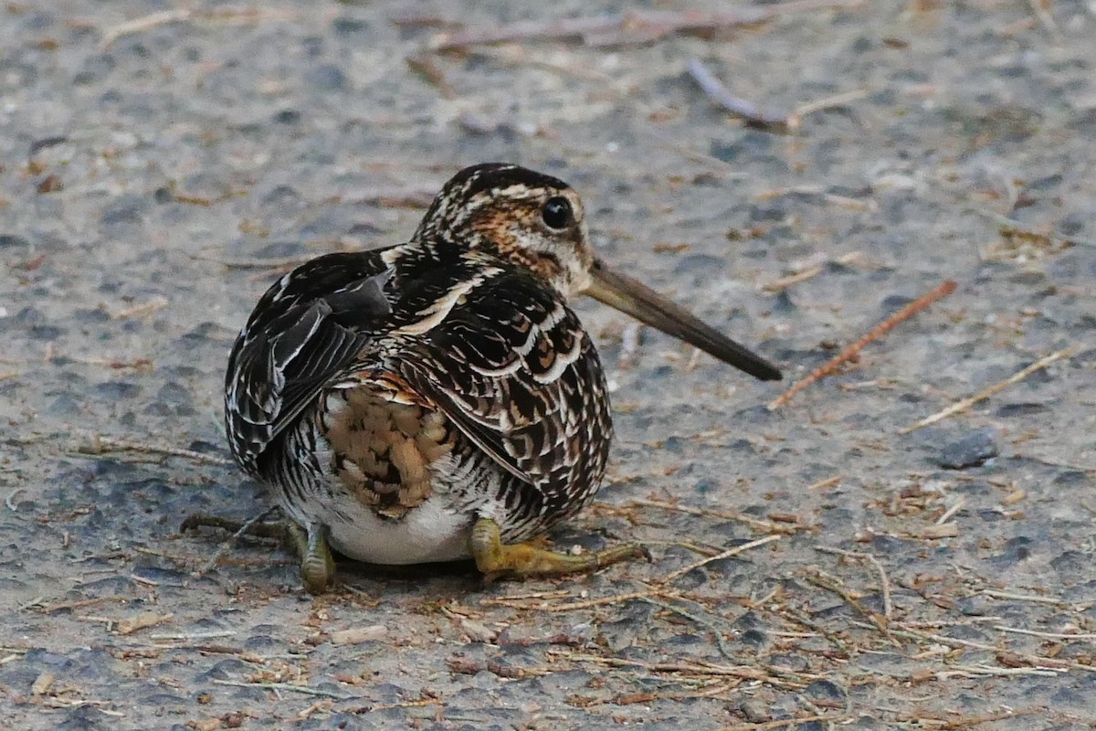Wilson's Snipe - ML642825838