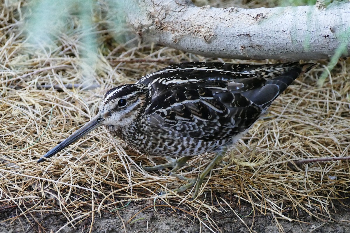 Wilson's Snipe - ML642825839