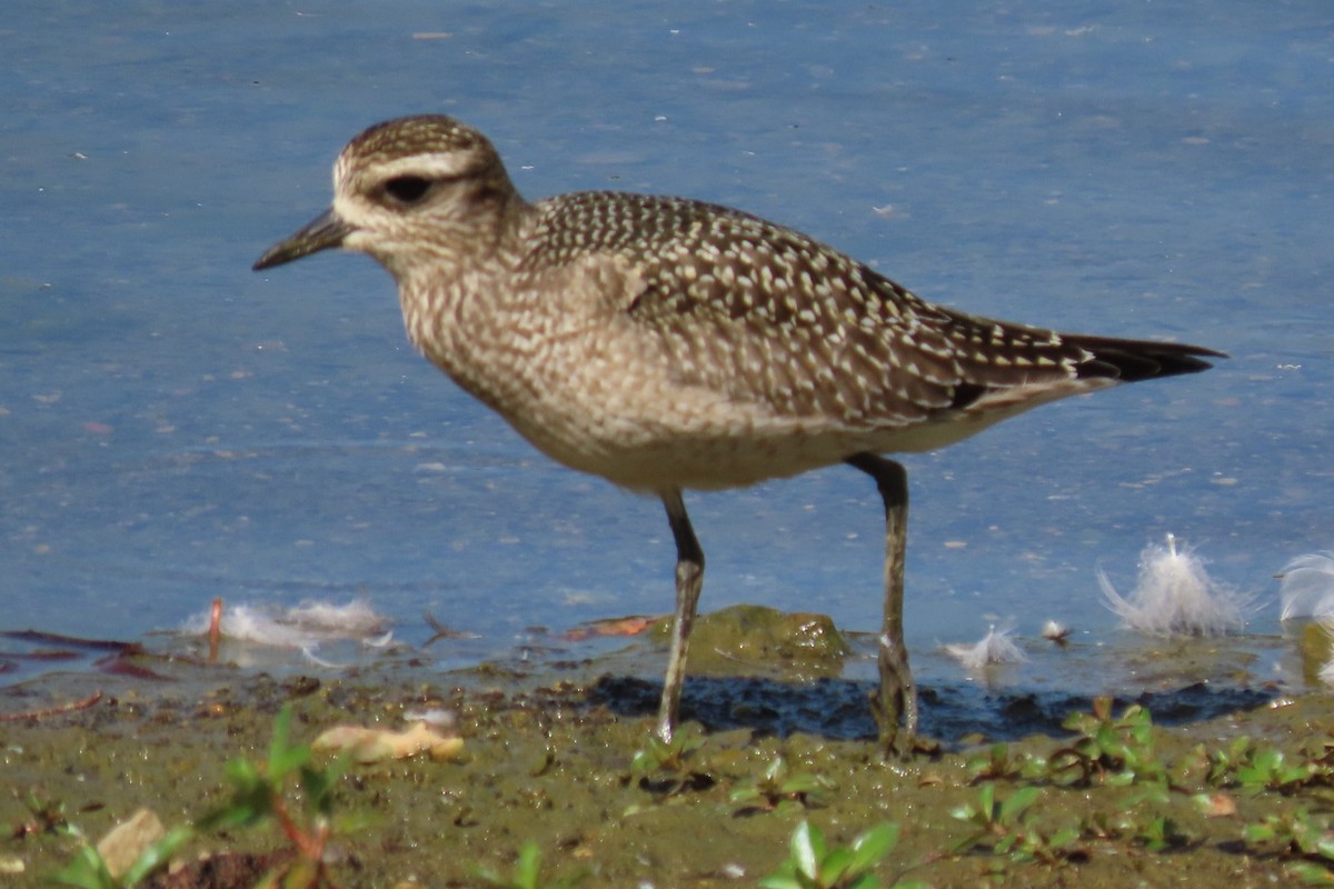 American Golden-Plover - ML642825846