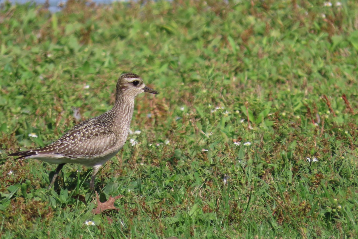 American Golden-Plover - ML642825847