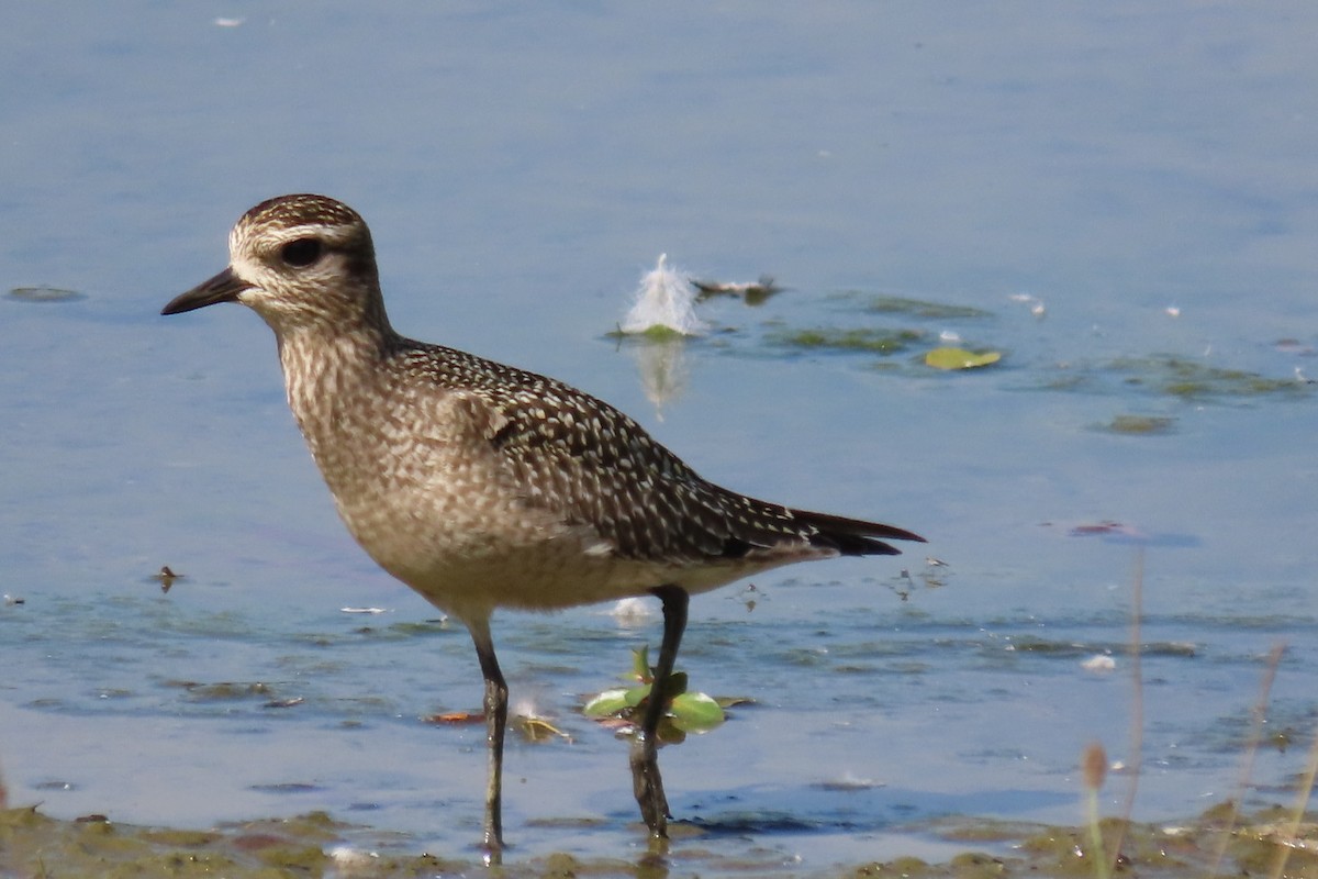 American Golden-Plover - ML642825848