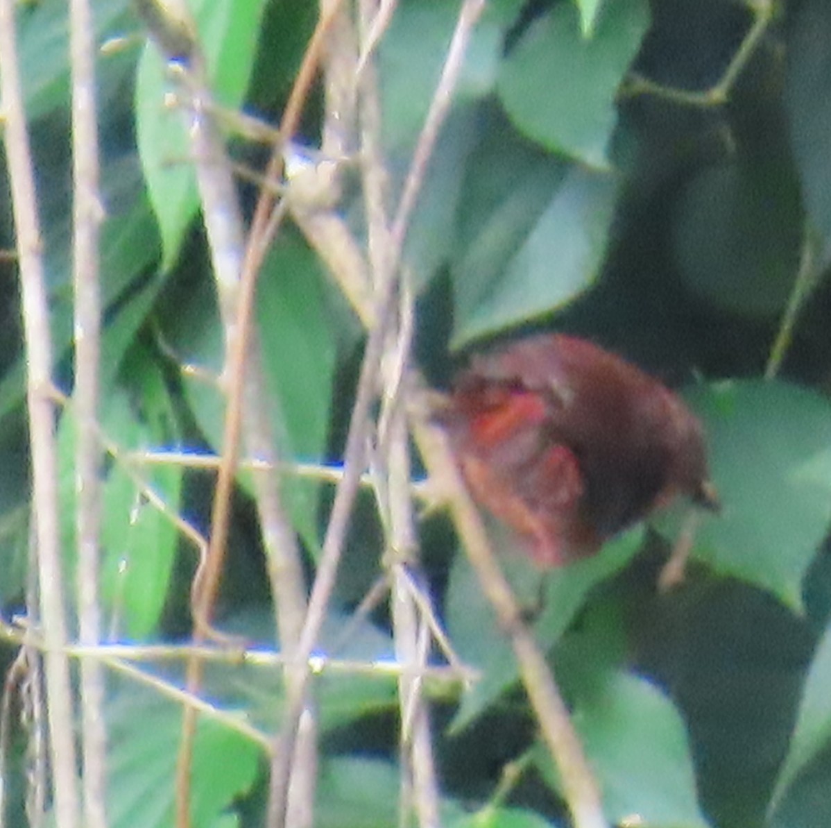 Red-crowned Ant-Tanager - ML642825858