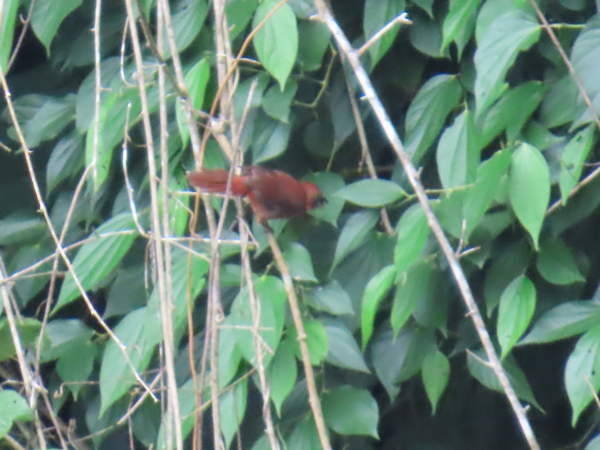 Red-crowned Ant-Tanager - ML642825859