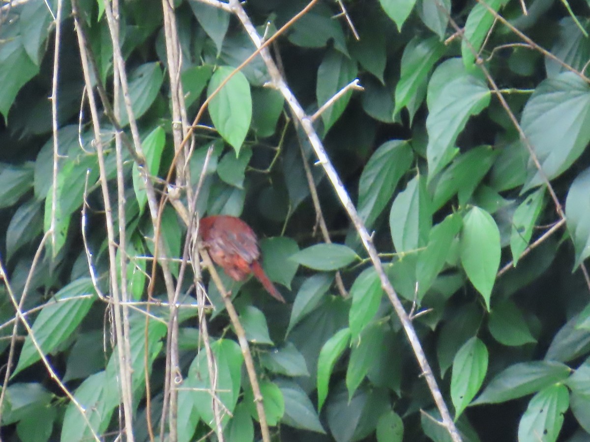 Red-crowned Ant-Tanager - ML642825860