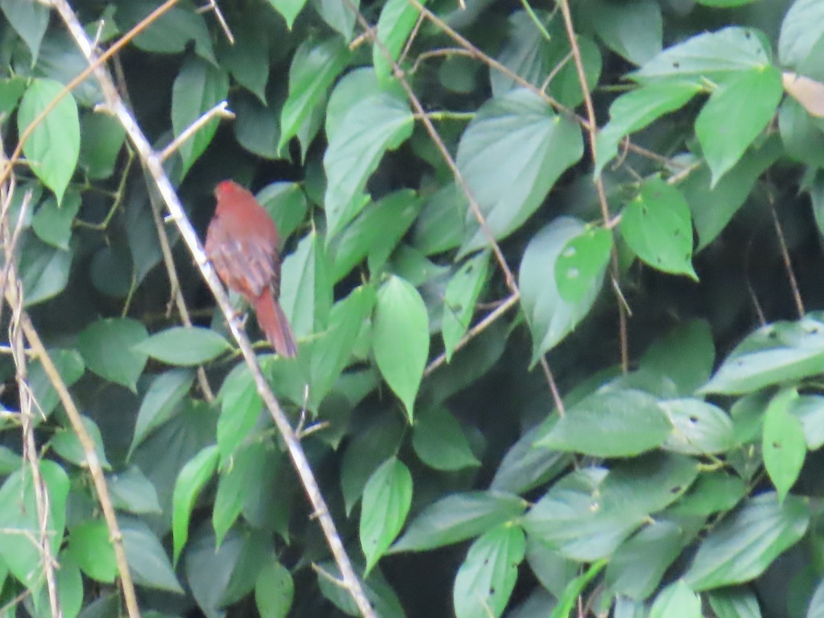 Red-crowned Ant-Tanager - ML642825861