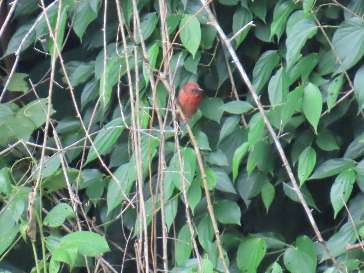 Red-crowned Ant-Tanager - ML642825862