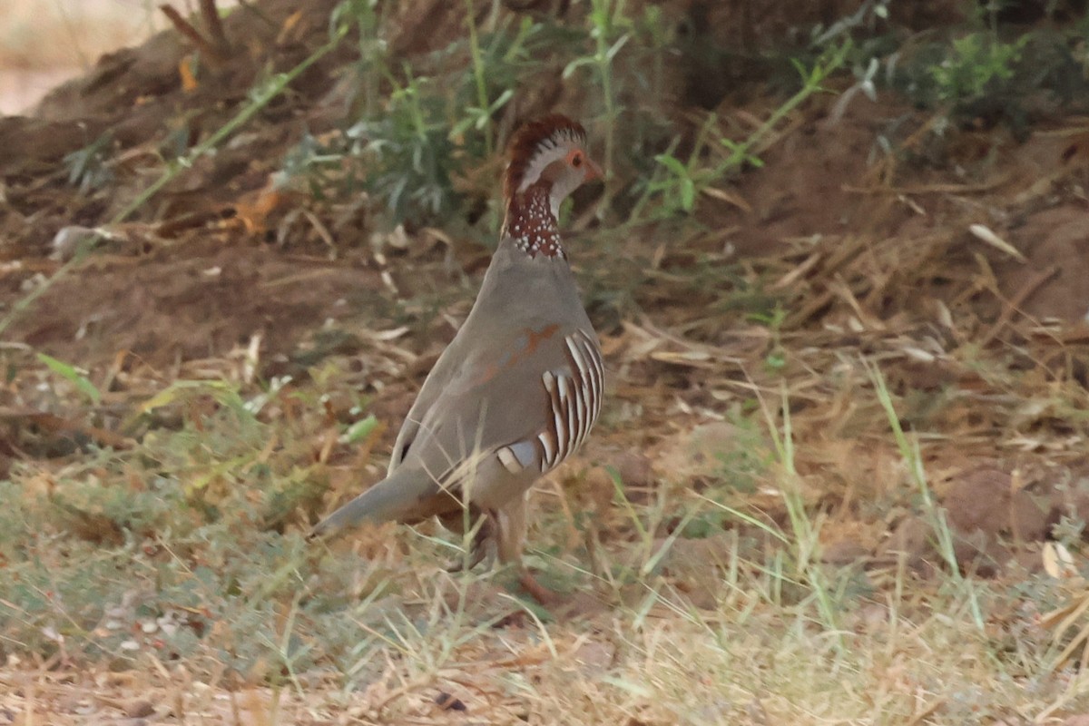 Barbary Partridge - ML642825876