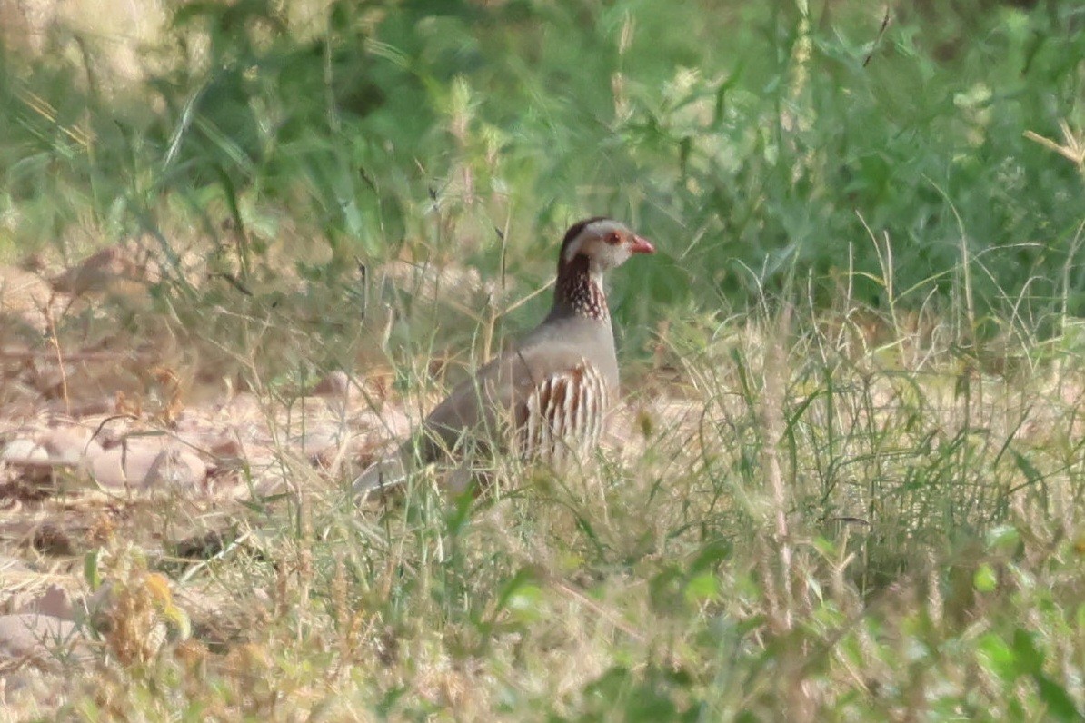 Barbary Partridge - ML642825877